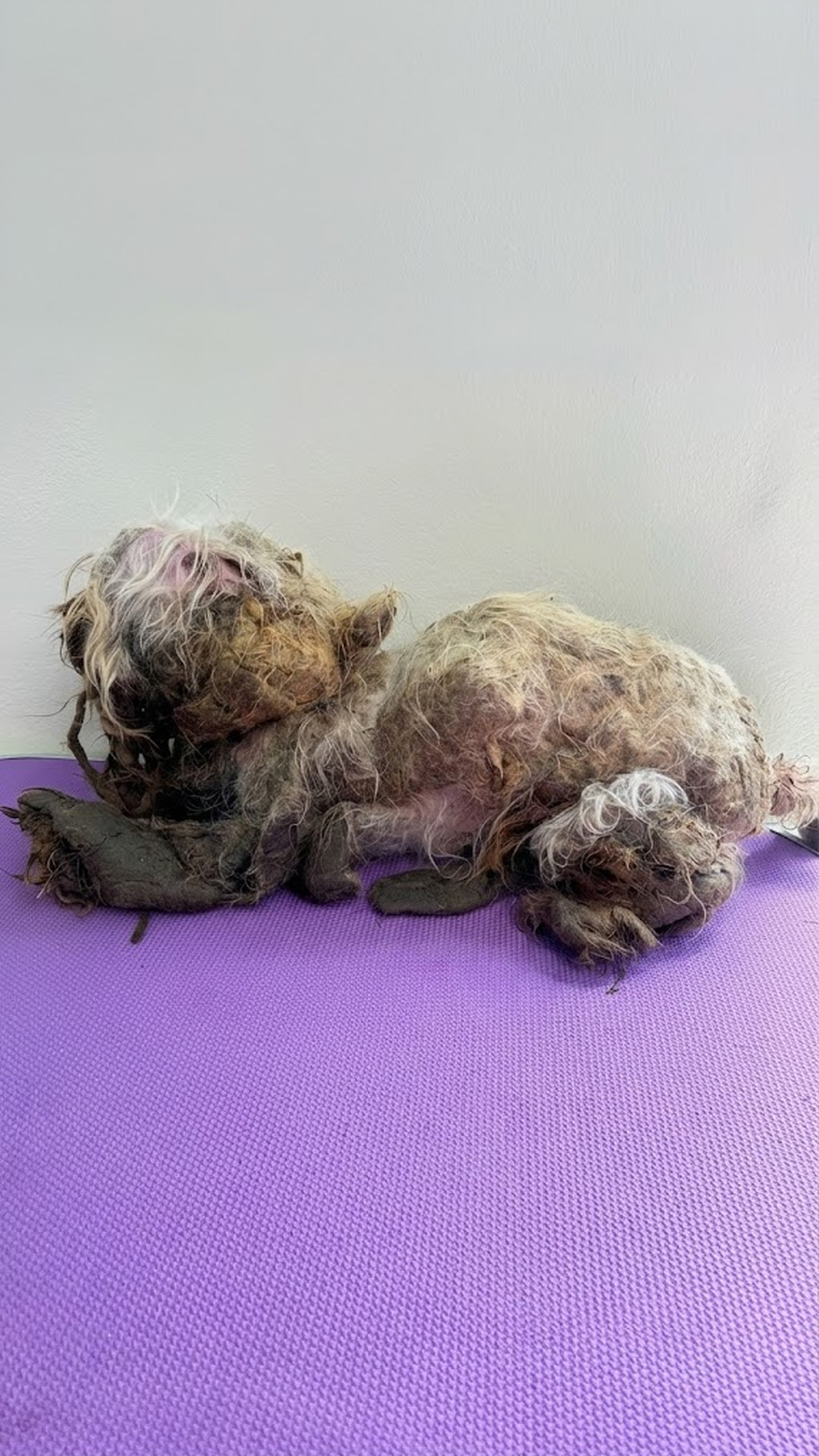 From Abandoned and Neglected to Thriving: Mickey and Minnie's Transformation