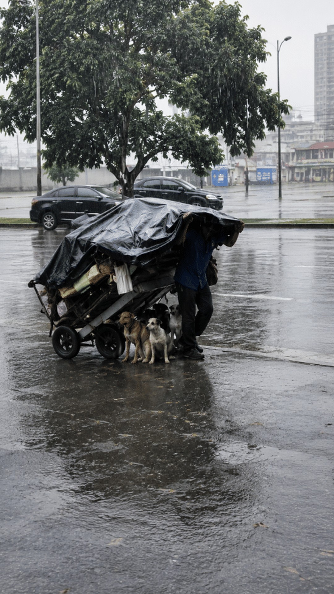 A Man Pulls a Cart of Dogs on the Highway and Finds Community Support