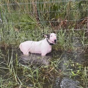 Trooper the Dog Rescued from Highway Fence During Hurricane Milton