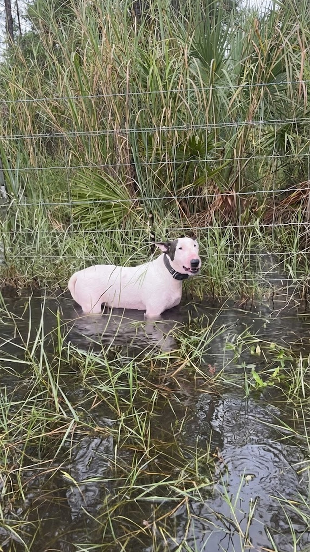 Trooper the Dog Rescued from Highway Fence During Hurricane Milton