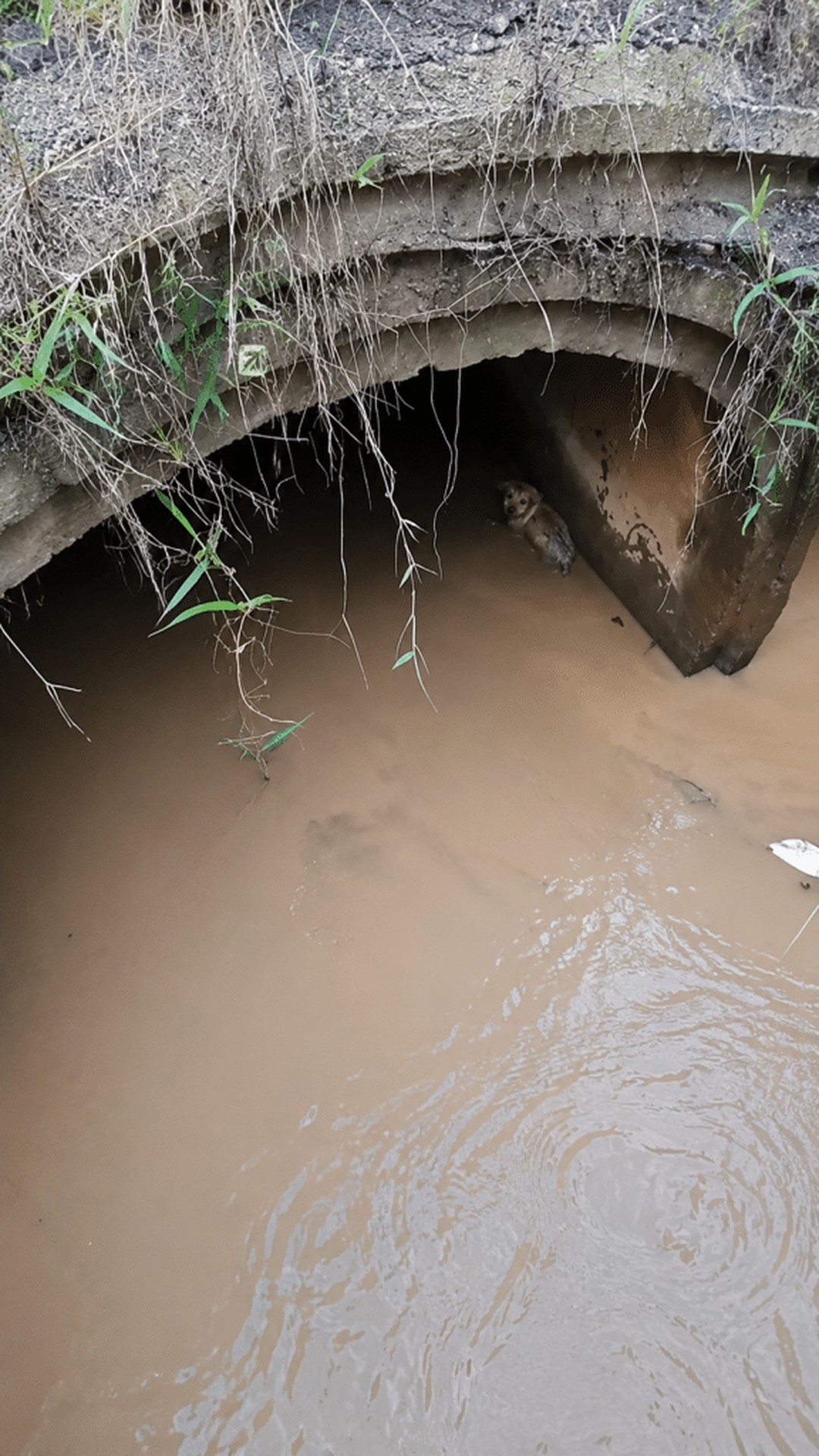 Farmer's Quick Action Saves Puppy Trapped for Two Days in a Drain