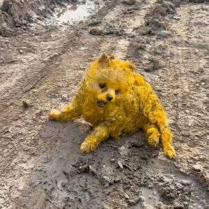Rescue Team Discovers Paralyzed Dog Covered in Yellow Paint in Landfill