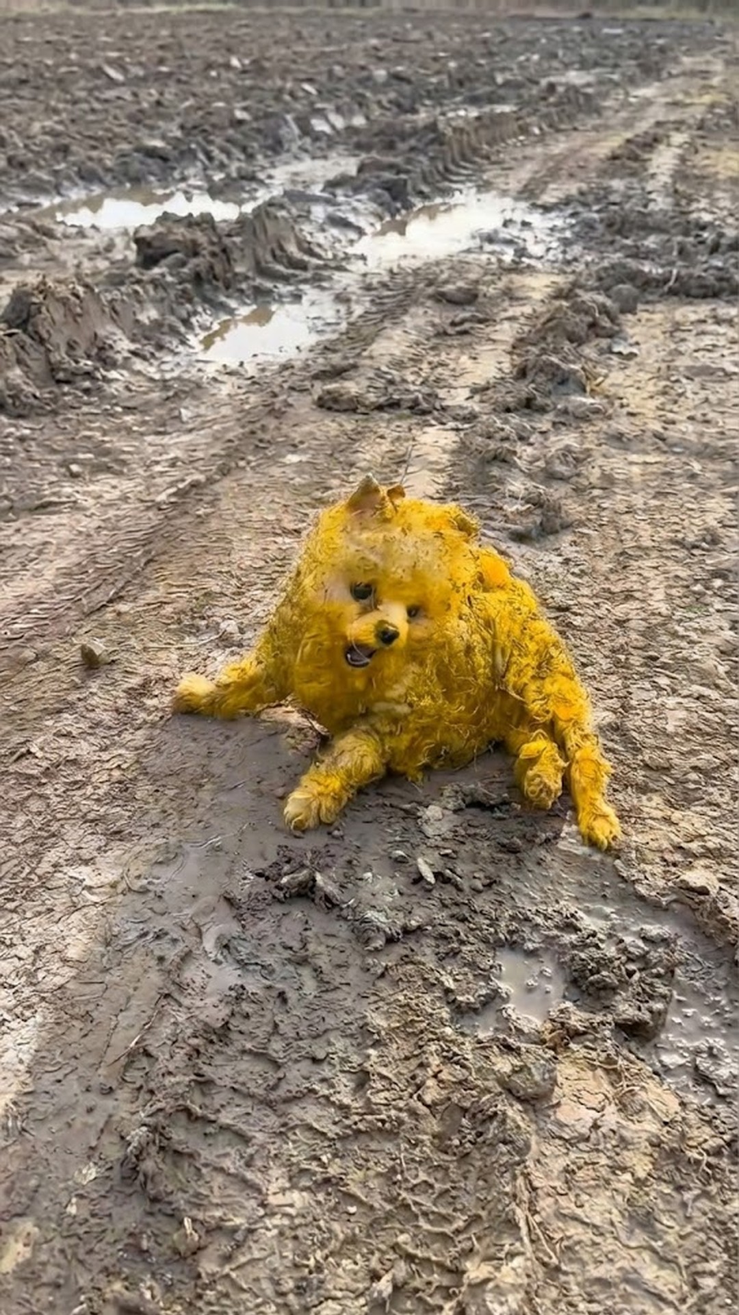 Rescue Team Discovers Paralyzed Dog Covered in Yellow Paint in Landfill