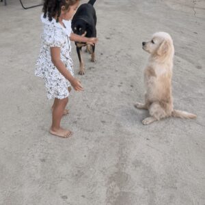 Golden Dog with Unique Movement Captivates Hearts in Everyday Adventures