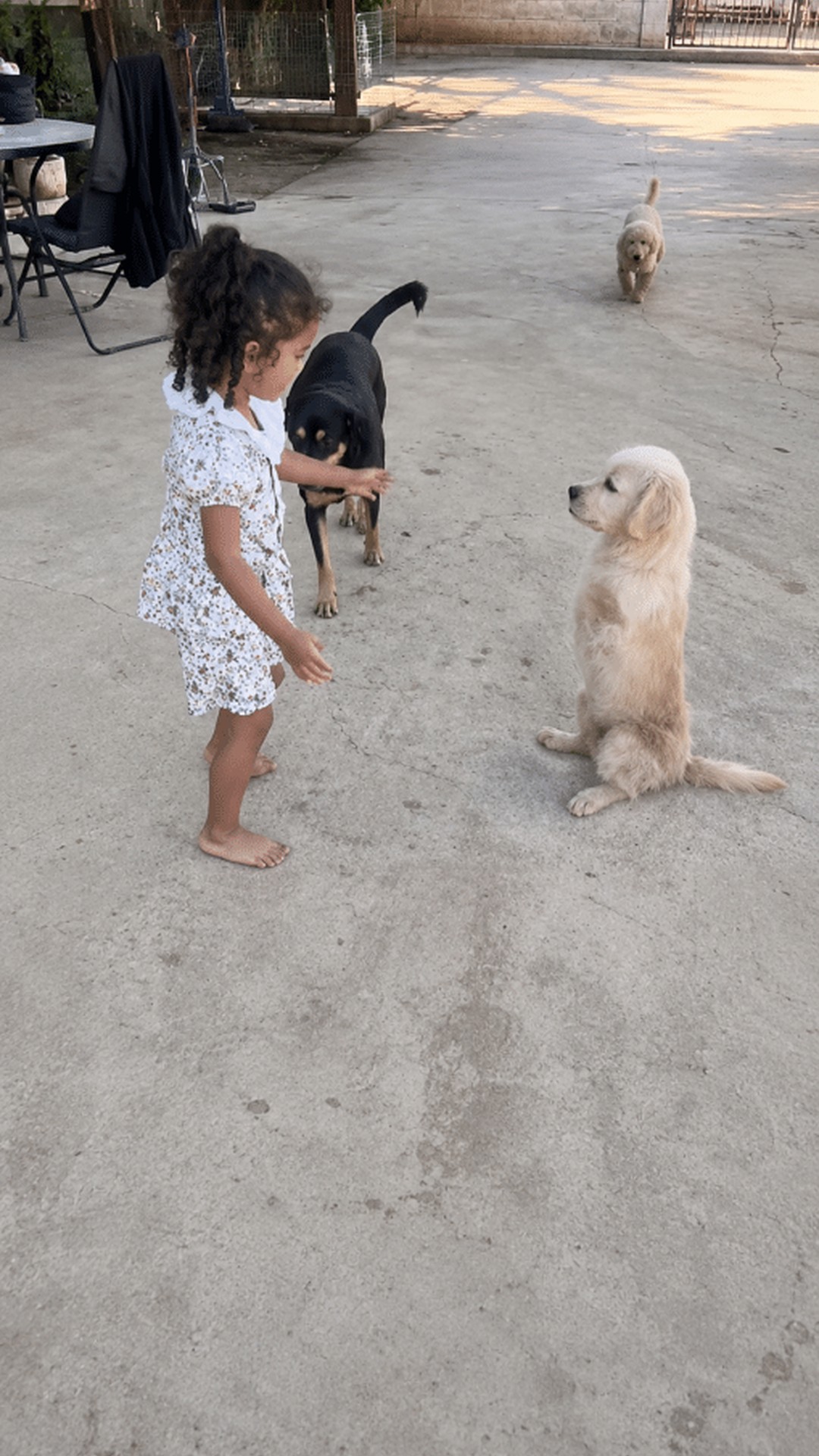 Golden Dog with Unique Movement Captivates Hearts in Everyday Adventures