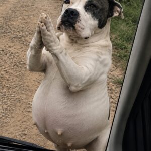 A Stray Dog Signals Her Urgent Need for Help with Unique Gesture