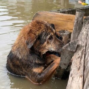 Exhausted Dog Rescued from Flood Carries Hidden Tumor