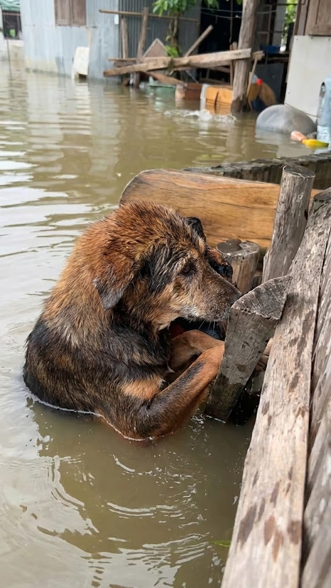 Exhausted Dog Rescued from Flood Carries Hidden Tumor