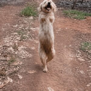 Golden Dog Sets a Remarkable Milestone by Walking Upright with Joy