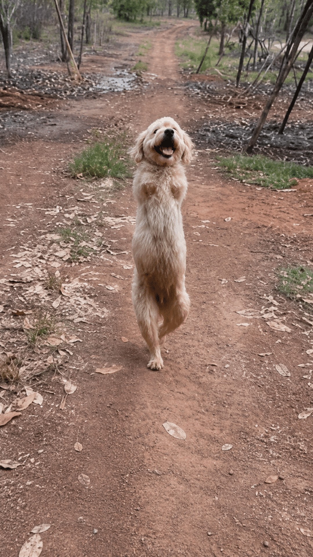 Golden Dog Sets a Remarkable Milestone by Walking Upright with Joy