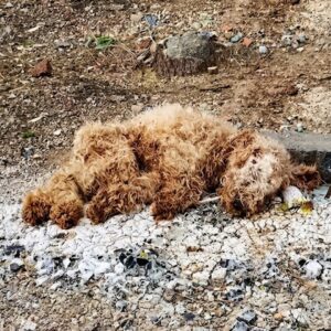 From Trash to Triumph: Gourd's Remarkable Transformation Over One Year