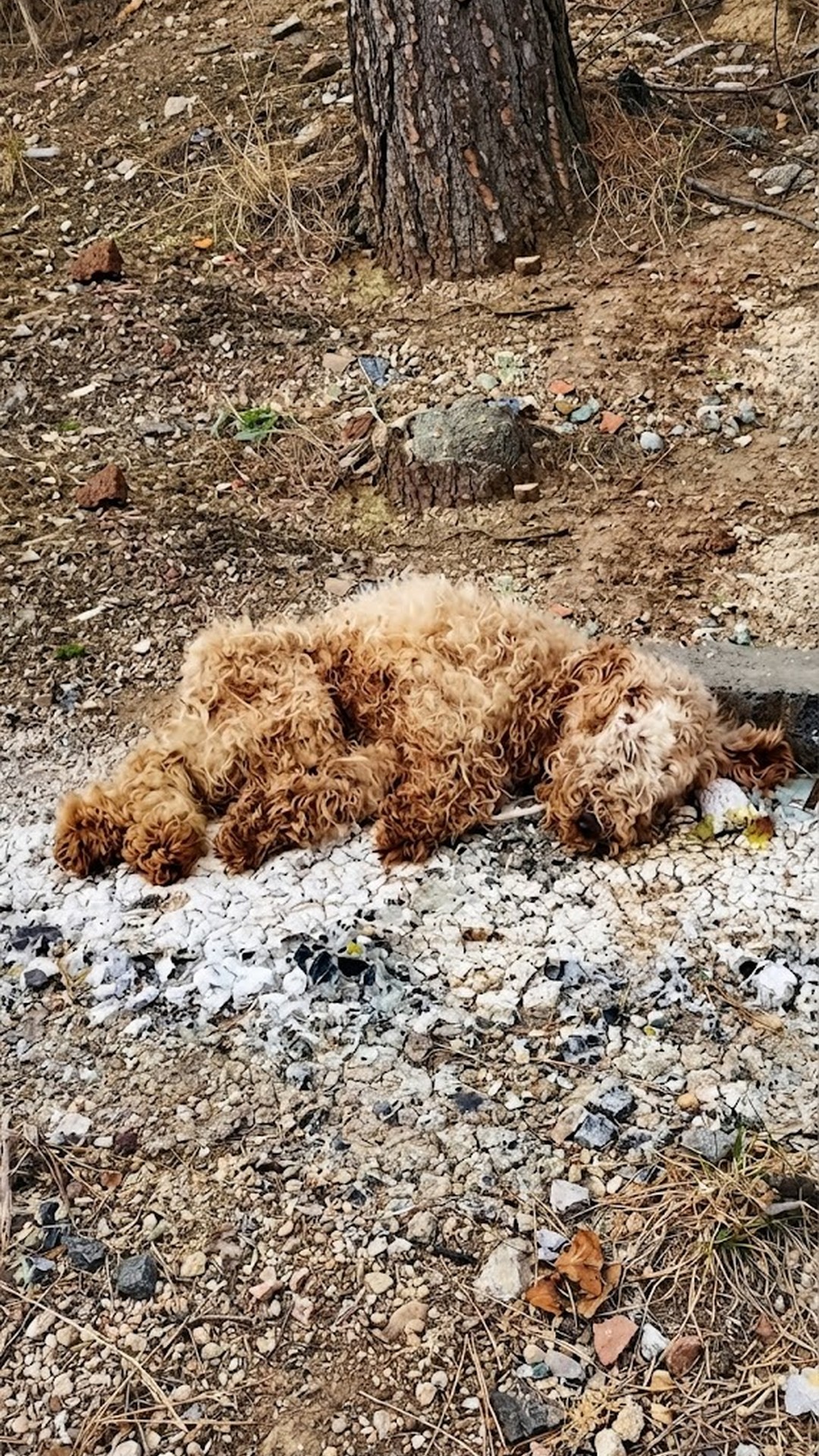 From Trash to Triumph: Gourd's Remarkable Transformation Over One Year