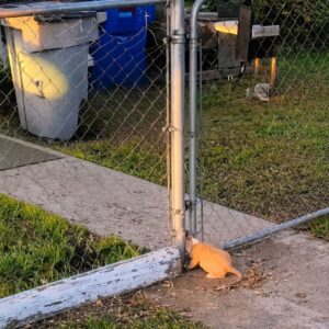From Trapped to Safe: A Puppy’s Dramatic Rescue at an Iron Fence