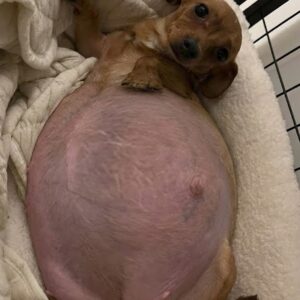 A Tiny Mother Dog's Struggle From Neglect to Nurturing Love