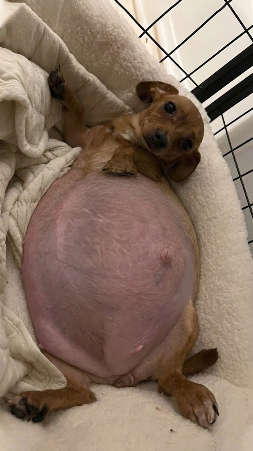 A Tiny Mother Dog's Struggle From Neglect to Nurturing Love