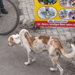 Stray Dog's Struggle for Survival Amid a Busy City Scene