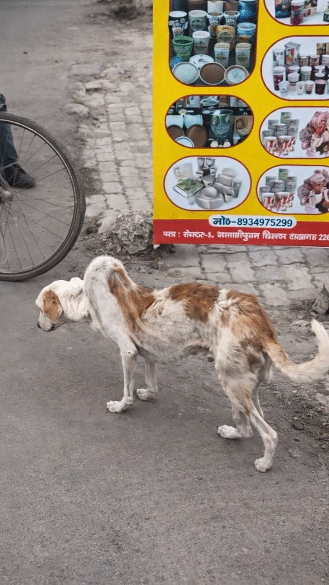 Stray Dog's Struggle for Survival Amid a Busy City Scene