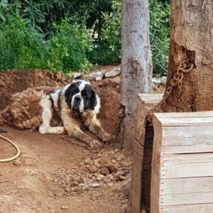 Rescued from Chains: Kitty's Journey to Freedom and New Family