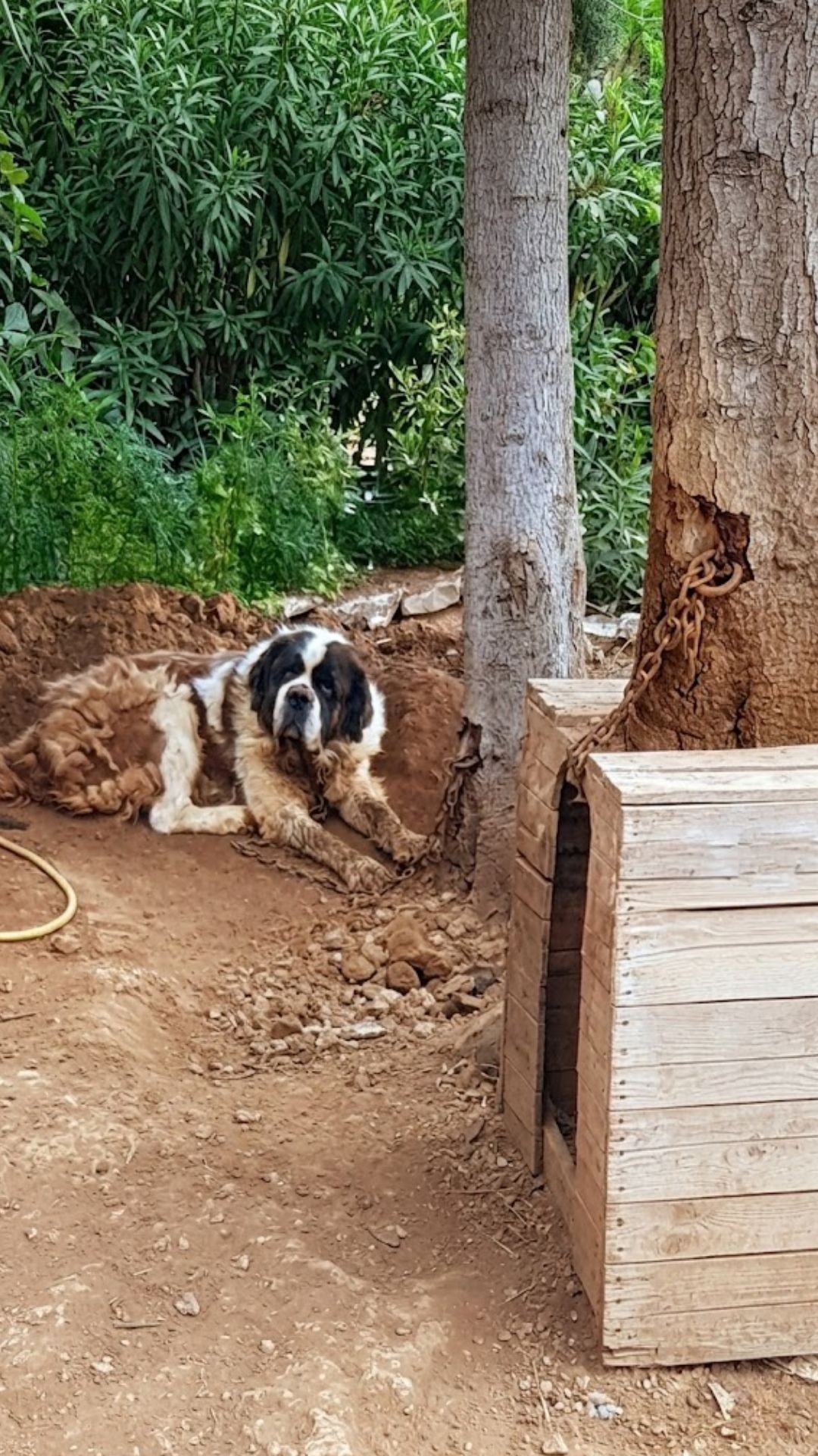 Rescued from Chains: Kitty's Journey to Freedom and New Family