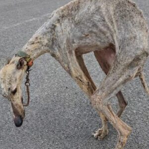 Dog Transforms from Years of Confinement to Joyful Exploration