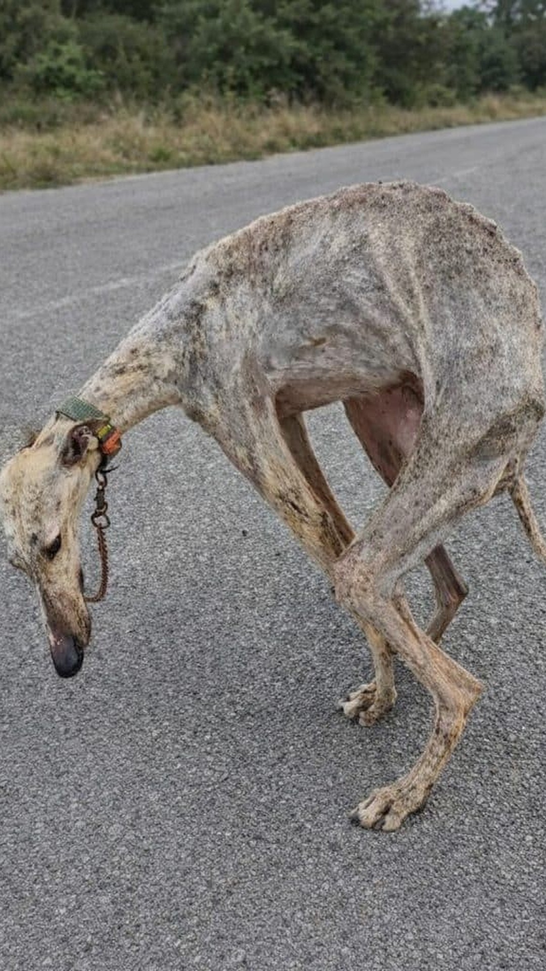 Dog Transforms from Years of Confinement to Joyful Exploration