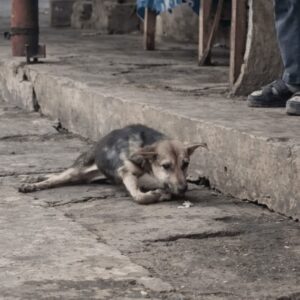 Determined Dog Named John Drags Himself Across Rough Ground Until Help Arrives