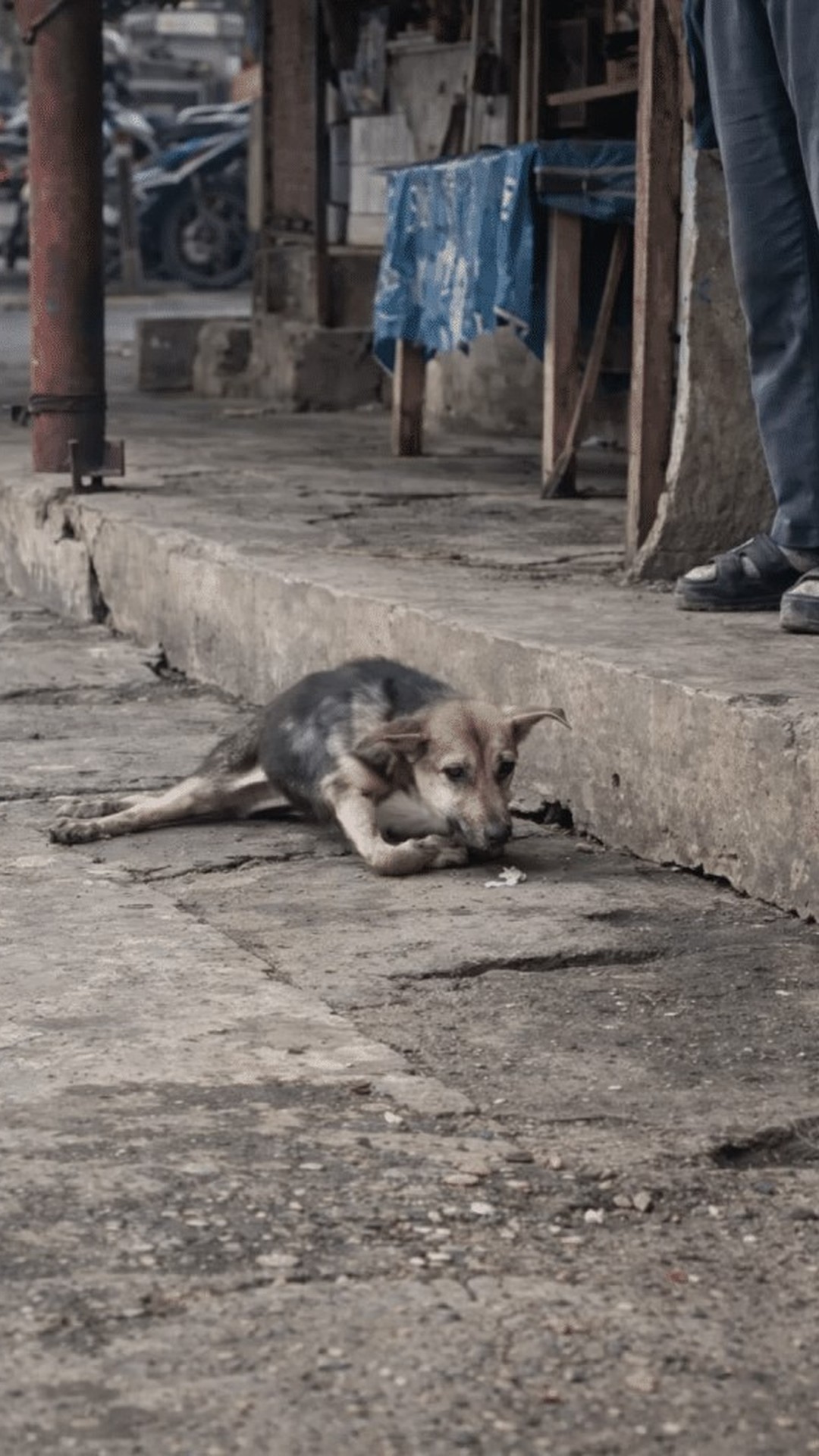 Determined Dog Named John Drags Himself Across Rough Ground Until Help Arrives