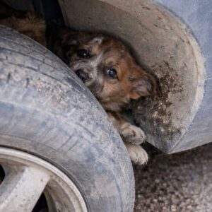 Rescue Team Frees Bindu the Puppy from Wheel Well Trap