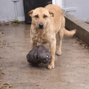 Stray Dog Overcomes Massive Tumor and Returns to Her Neighborhood