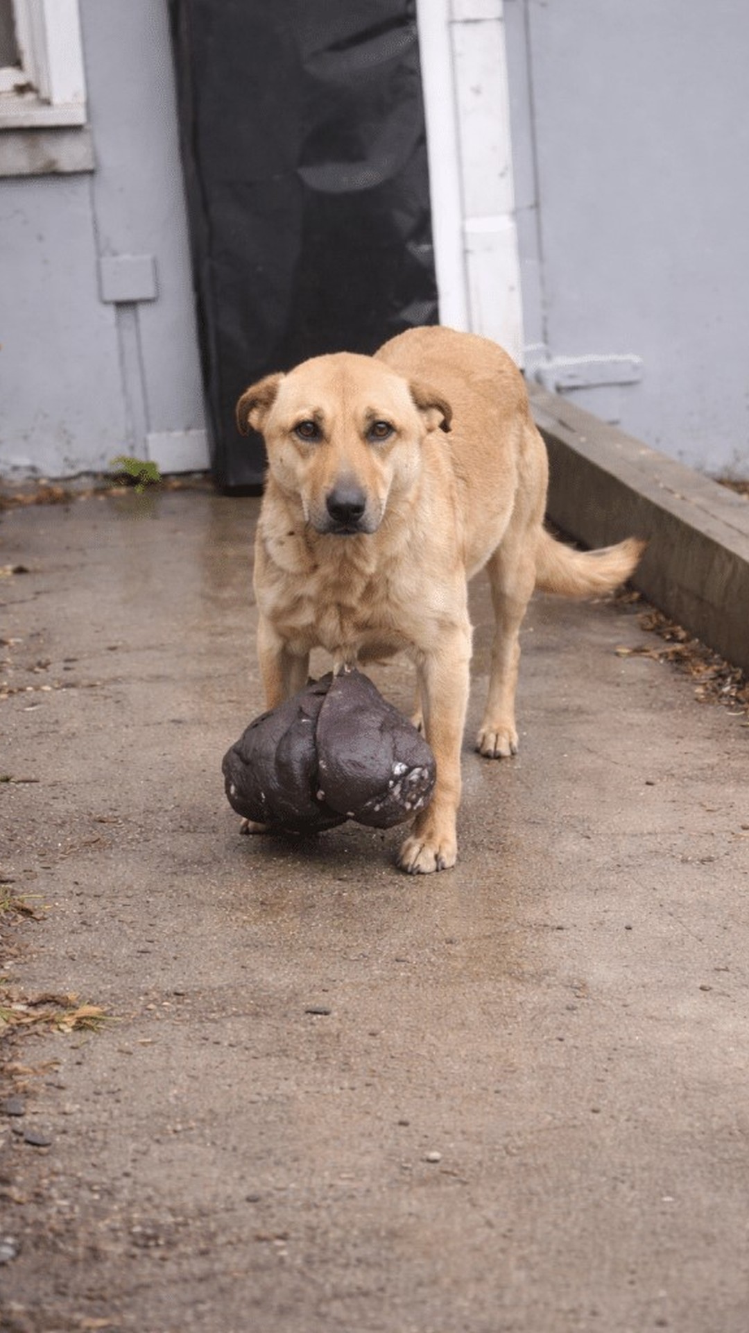 Stray Dog Overcomes Massive Tumor and Returns to Her Neighborhood