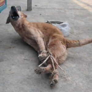 Rescued Dog Overcomes Neglect to Thrive in His New Life