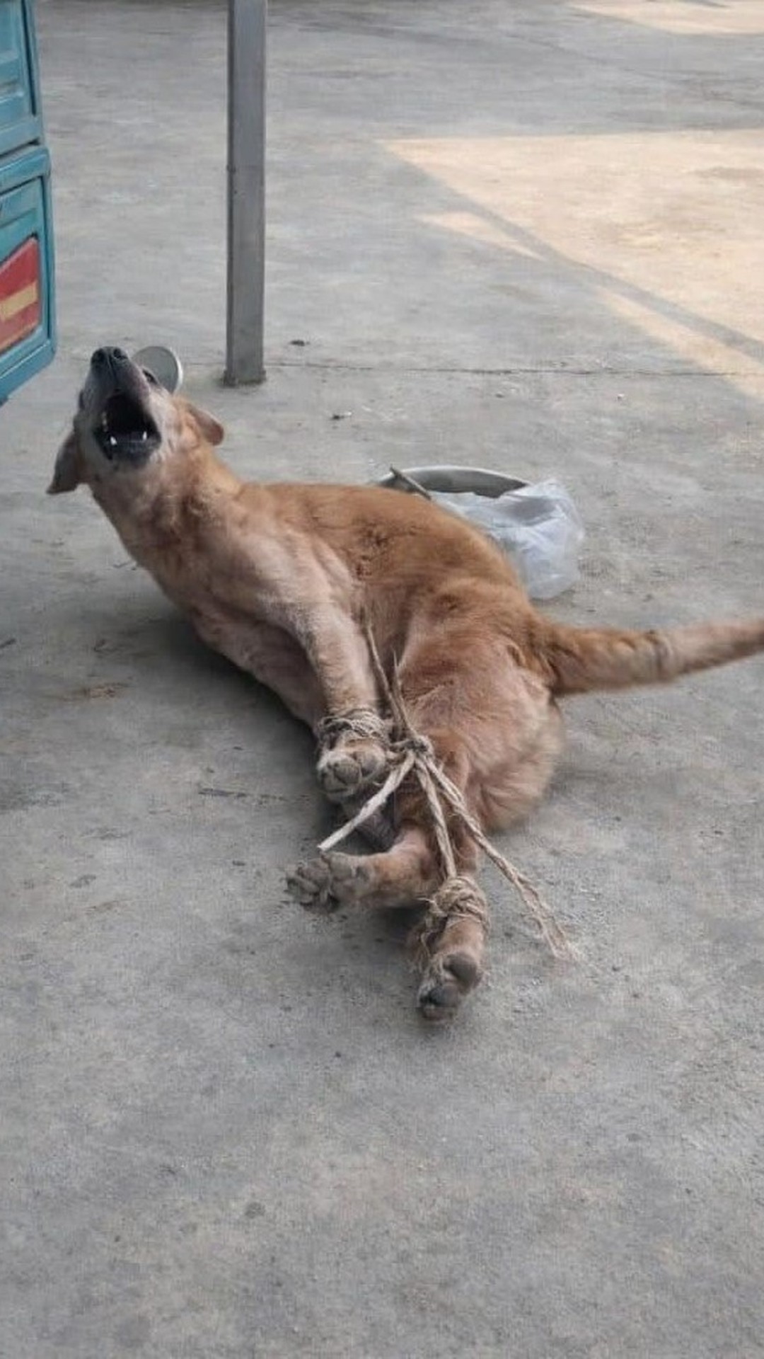 Rescued Dog Overcomes Neglect to Thrive in His New Life
