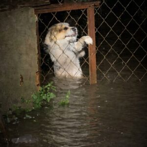 Dogs Rescued from Rising Floodwaters: From Drowning to Safety