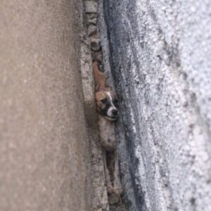 Trapped Puppy Rescued After Hours Between Brick Walls