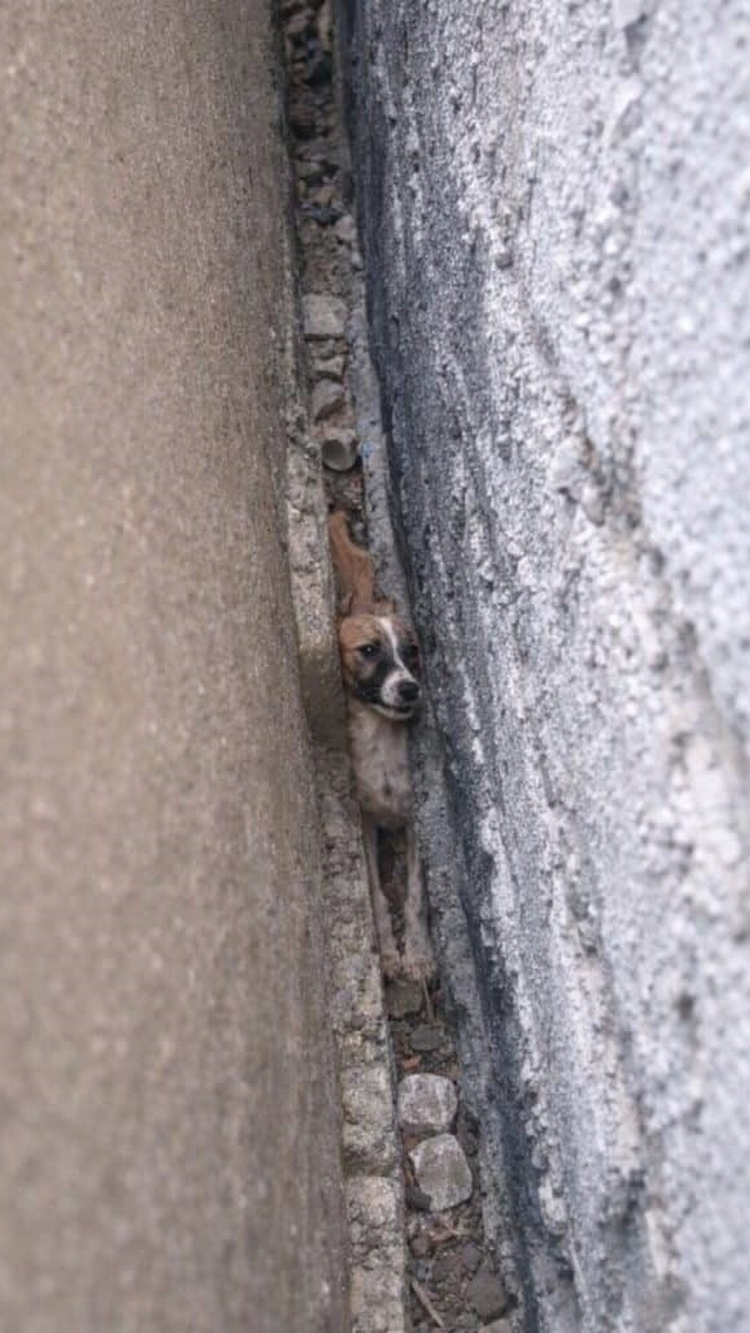 Trapped Puppy Rescued After Hours Between Brick Walls