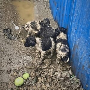Rescue Team Saves Abandoned Puppies From a Cold Garbage Bin