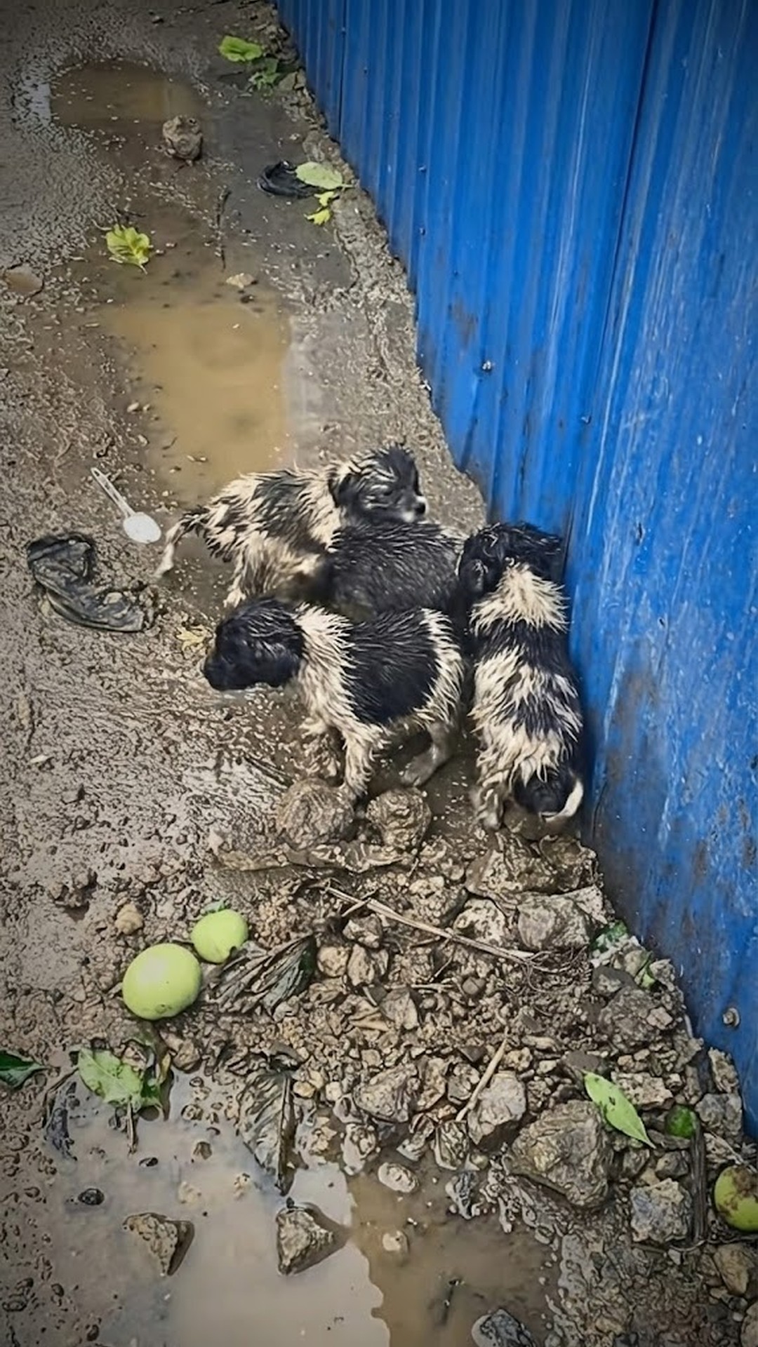 Rescue Team Saves Abandoned Puppies From a Cold Garbage Bin