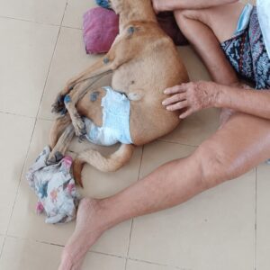 Elderly Woman's Daily Care for Her Dog Demonstrates Unwavering Love