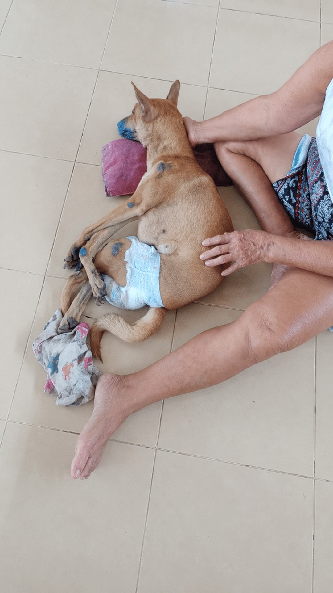 Elderly Woman's Daily Care for Her Dog Demonstrates Unwavering Love