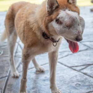 Serenity the Husky Found with Life-Threatening Tumor in Animal Shelter