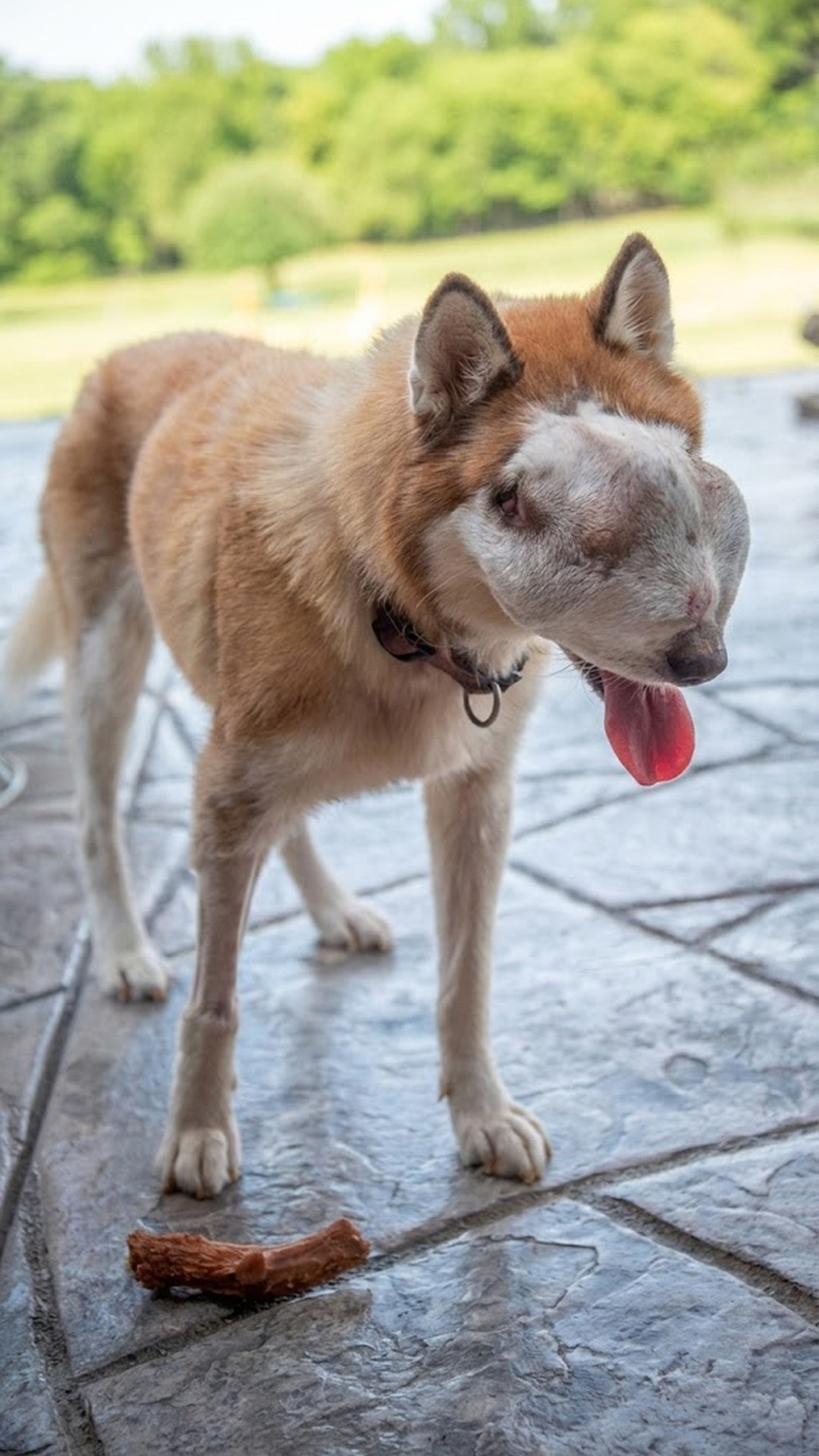 Serenity the Husky Found with Life-Threatening Tumor in Animal Shelter