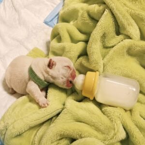 Rescue of Newborn Puppies Found in a Storm-Soaked Bamboo Forest