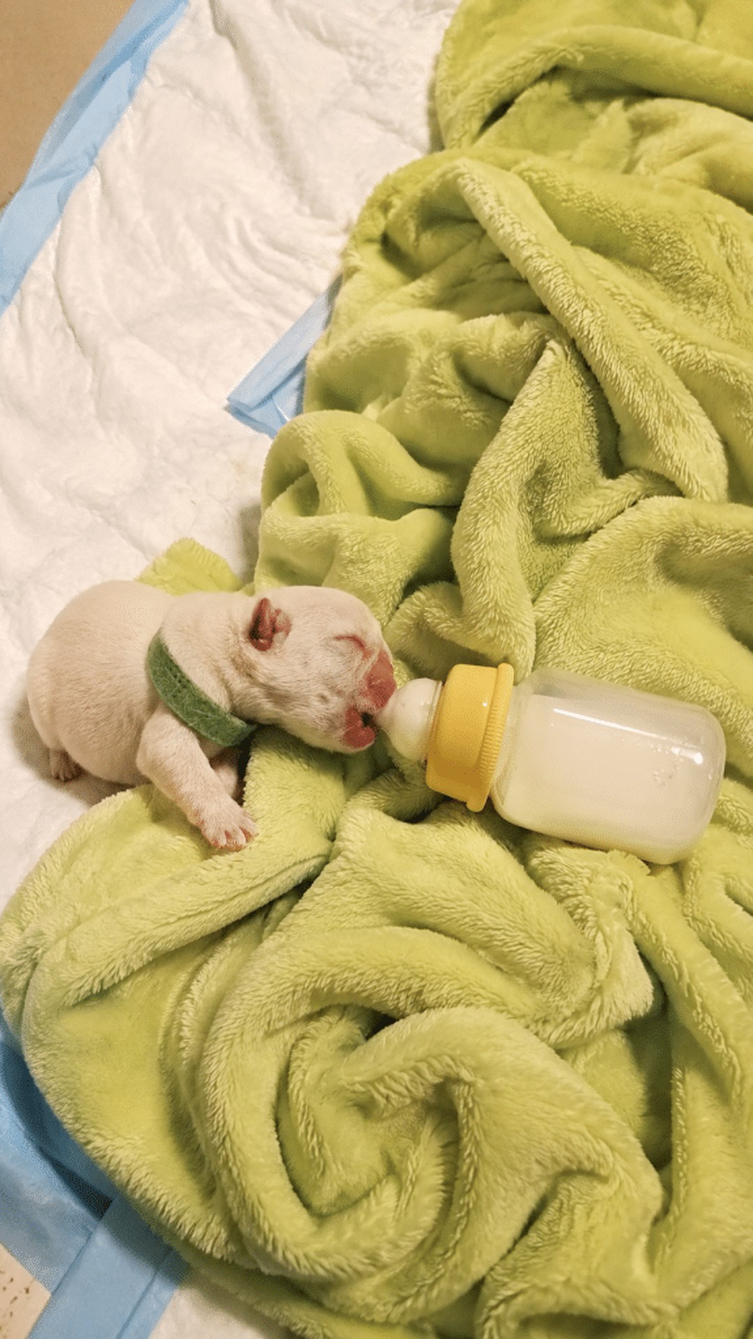 Rescue of Newborn Puppies Found in a Storm-Soaked Bamboo Forest