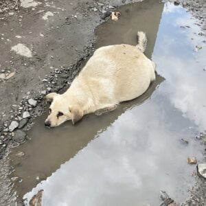 Pregnant Dog Found in Freezing Water Loses Unborn Puppies During Rescue