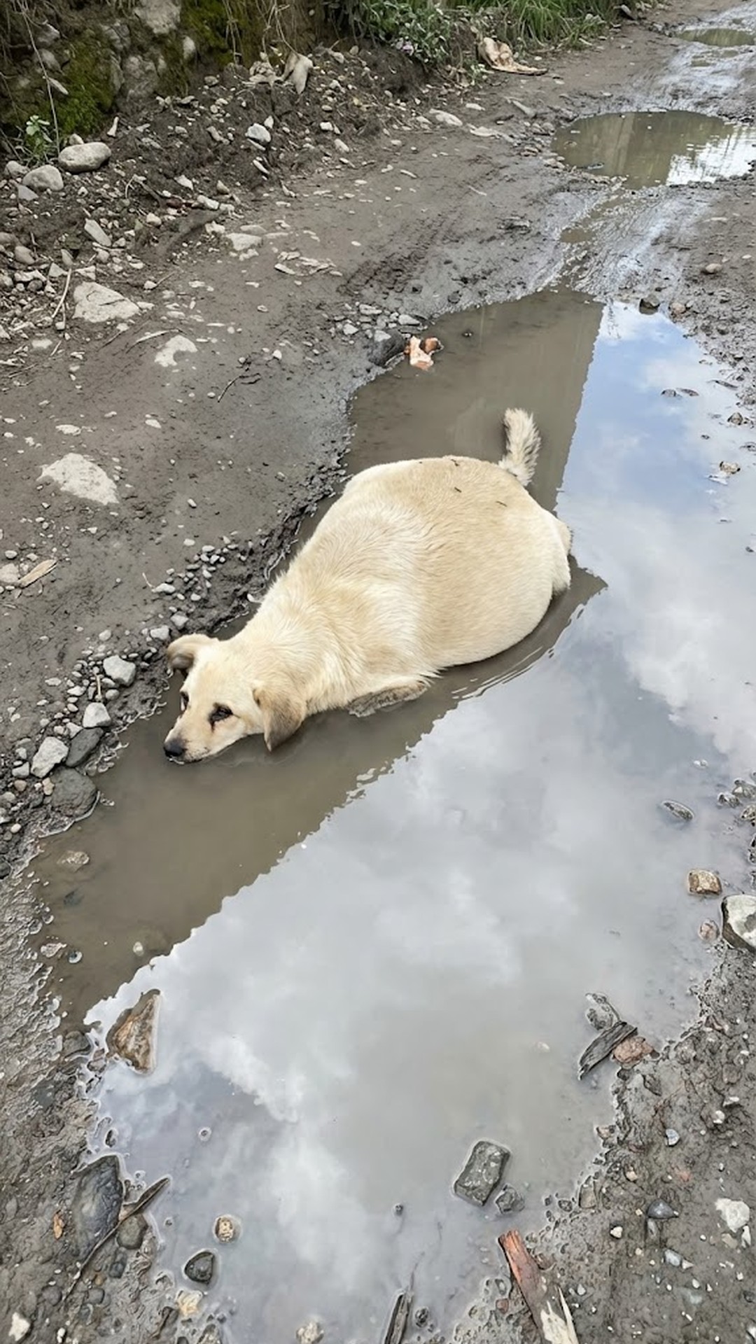Pregnant Dog Found in Freezing Water Loses Unborn Puppies During Rescue