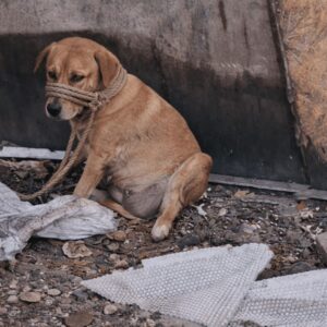 Injured Dog Protects Unborn Puppies by Curling Up in a Garbage Pile