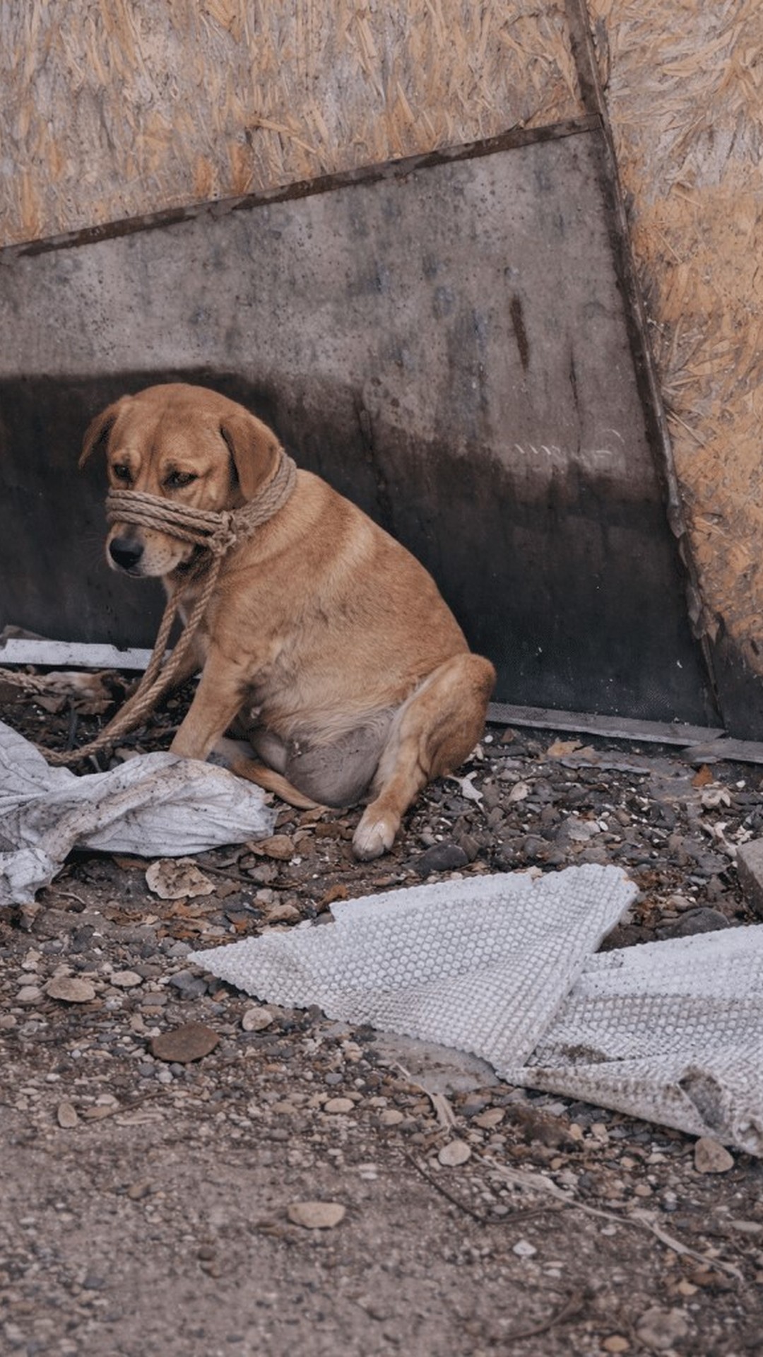 Injured Dog Protects Unborn Puppies by Curling Up in a Garbage Pile
