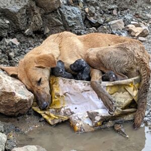 Rescue Team Saves Mother Dog and Her Puppies from Flooded Streets