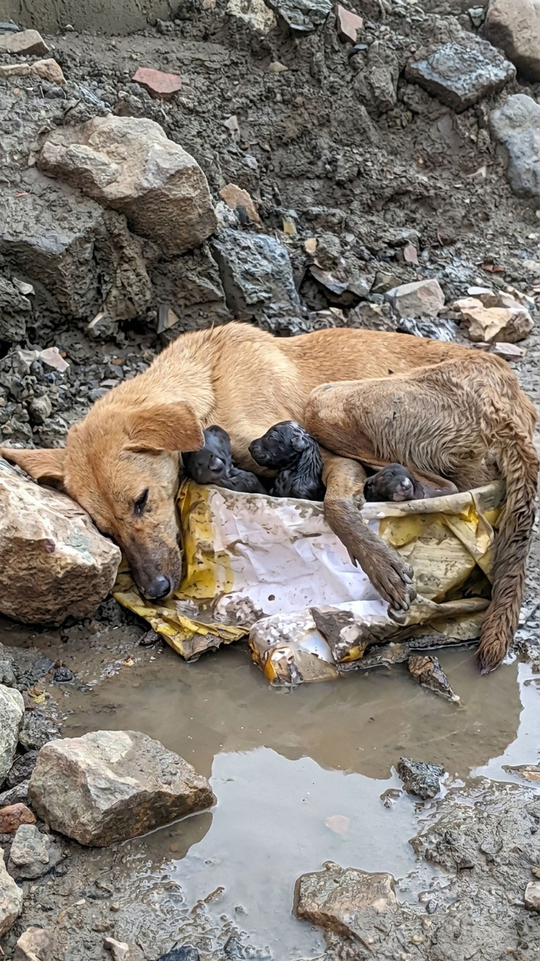 Rescue Team Saves Mother Dog and Her Puppies from Flooded Streets