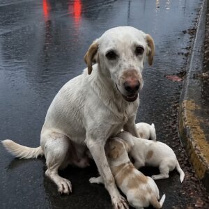 Starving Mother Dog Shares Her Last Meal with Puppies in Desperate Act